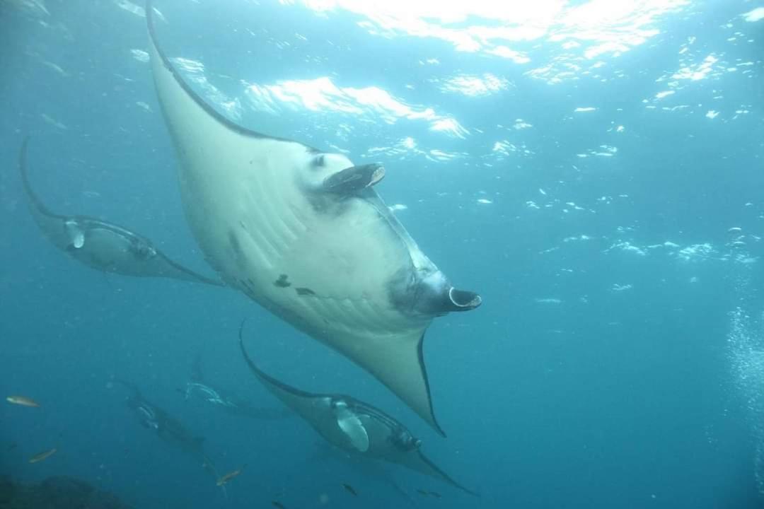 Pondok Bambu Resort - 5 Stars Padi Dive Centre تْشانديداسا المظهر الخارجي الصورة